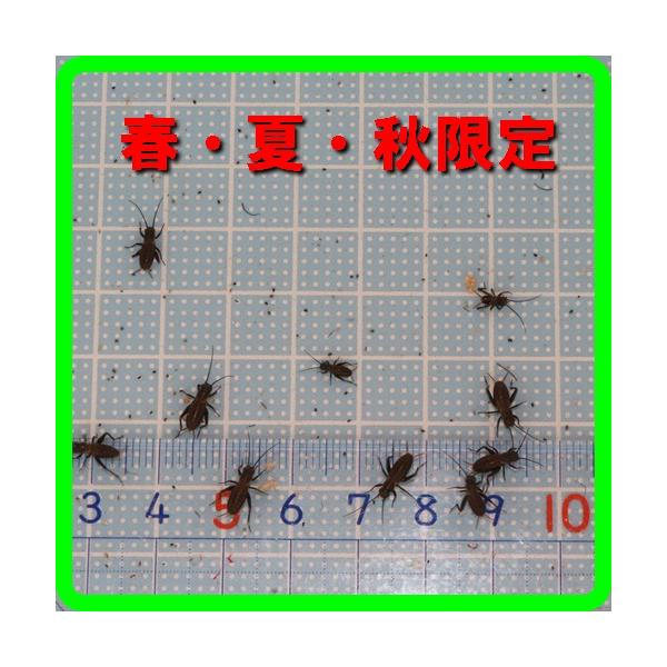 餌 フタホシコオロギ（6〜８ｍｍ位）SSサイズ　50匹 春・夏・秋限定（トカゲの餌、ヤモリのエサ、カエルの餌）（爬虫類 両生類のエサ　餌）