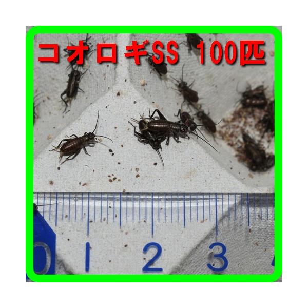 ★１１月から翌３月まで気温が低下するため、北海道・岡山以西・四国・九州・沖縄への発送はできません。（到着までに２日かかる地域）○通気性確保のためダンボール等で発送のため雨等水濡れにご注意ください。○ニホンヤモリ ニホンカナヘビ ヒキガエル ...