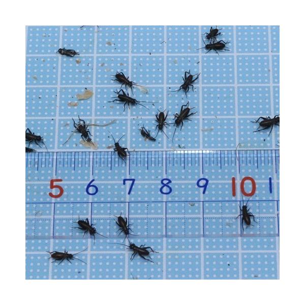 t^zVRIMi6`WʁjSSTCY@100CigJQ̉aÃGTAJG̉aji঒ ނ̃GT@aj