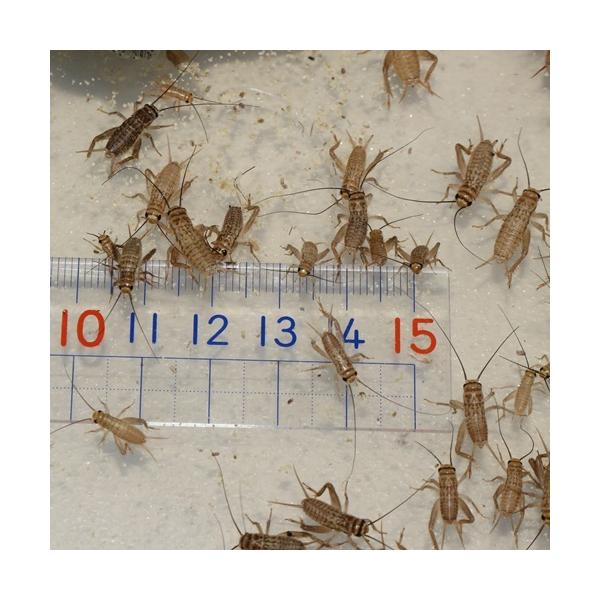 ★１１月から翌３月まで気温が低下するため、北海道・岡山以西・四国・九州・沖縄への発送はできません。（到着までに２日かかる地域）★通気性確保のためダンボール等で発送のため雨等水濡れにご注意ください。○種類はヨーロッパイエコオロギで平均6ｍｍ〜...