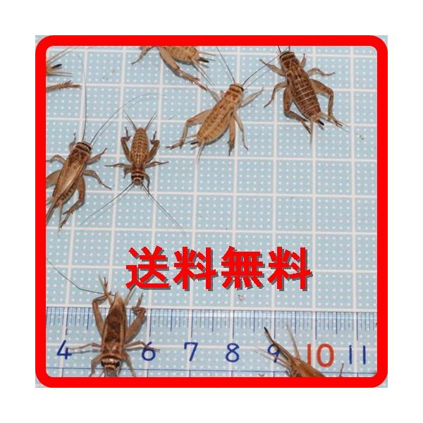〇ポスト投函ですが翌日到着が基本となります。こちらの商品に死着保証はありません。〇ご注文匹数が多い場合は普通宅急便に変更になります。 〇生きている餌コオロギで種類は薄い茶色のヨーロッパイエコオロギになります。○翌日　最短到着時間（基本午前中...