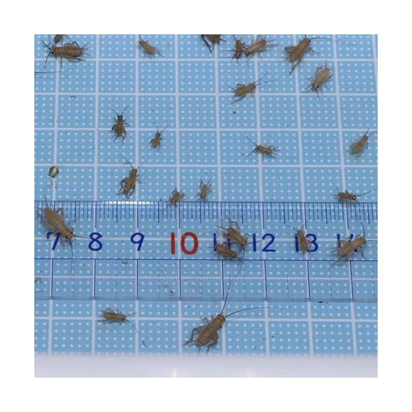 ○１１月から翌2月まで気温が低下するため、北海道・岡山以西・四国・九州・沖縄への発送はできません。（到着までに２日以上かかる地域）〇期間限定特別価格商品です。〇生きている餌コオロギで種類は薄い茶色のヨーロッパイエコオロギになります。○翌日　...