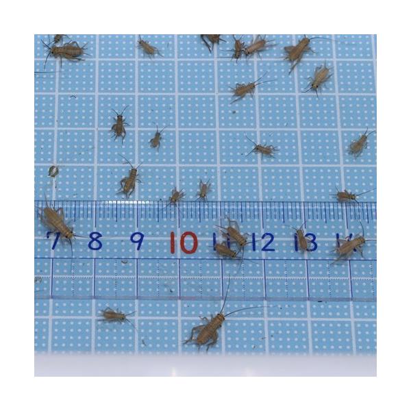 ○１１月から翌2月まで気温が低下するため、北海道・岡山以西・四国・九州・沖縄への発送はできません。（到着までに２日以上かかる地域）○翌日　最短到着時間（基本午前中）の受け取りお願いします。○通気性確保のためダンボール等で発送のため雨等水濡れ...