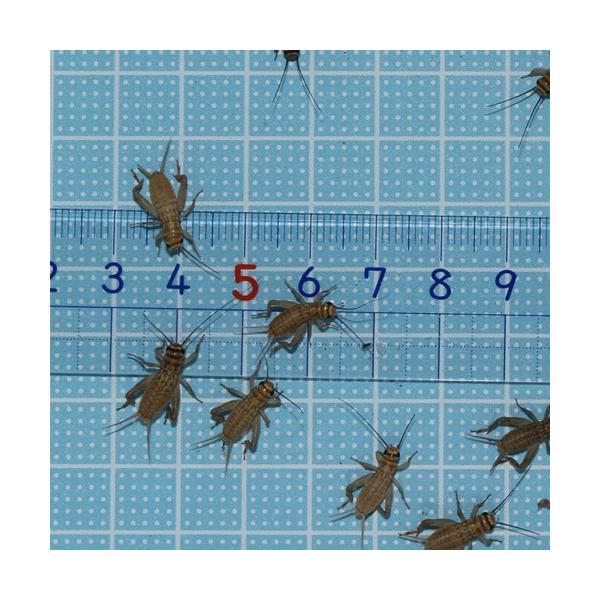 ○１１月から翌2月まで気温が低下するため、北海道・岡山以西・四国・九州・沖縄への発送はできません。（到着までに２日以上かかる地域）〇生きている餌コオロギで種類は薄い茶色のヨーロッパイエコオロギになります。○翌日　最短到着時間（基本午前中）の...