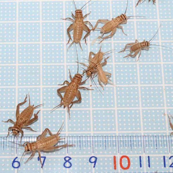 〇生きている餌　コオロギです薄い茶色のヨーロッパイエコオロギになります。　低温に比較的強いです○１１月から翌2月まで気温が低下するため、北海道・岡山以西・四国・九州・沖縄への発送はできません。○通気性確保のためダンボール等で発送のため雨等水...