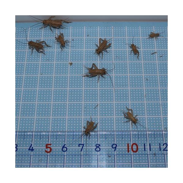 ★１１月から翌３月まで気温が低下するため、北海道・岡山以西・四国・九州・沖縄への発送はできません。（到着までに２日かかる地域）★通気性確保のためダンボール等で発送のため雨等水濡れにご注意ください。○種類はヨーロッパイエコオロギで平均8ｍｍ〜...