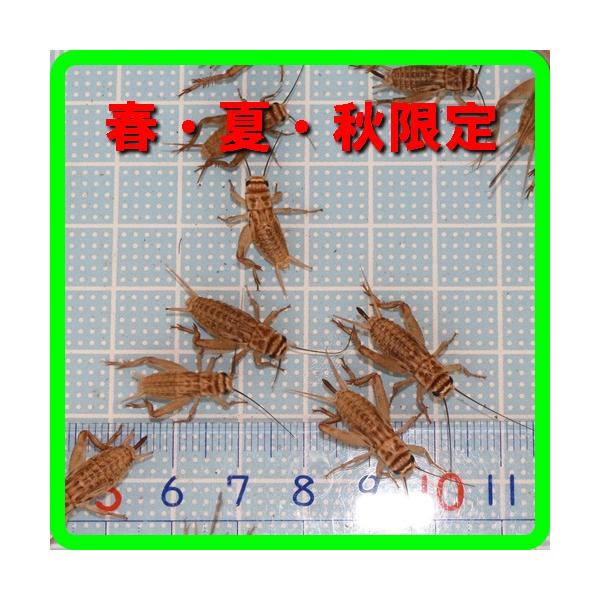 ☆春・夏・秋　季節限定発送☆11月から翌3月までは到着に時間がかかる九州、中国四国、北海道、沖縄および離島は発送できません。〇ご注文匹数が多い場合は普通宅急便に変更になります。〇生きている餌コオロギで種類は薄い茶色のヨーロッパイエコオロギに...