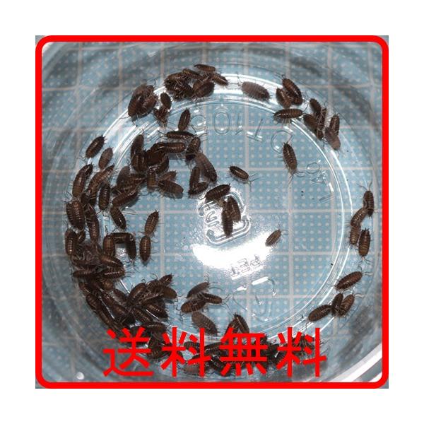 〇数量は50匹ですが多少多くいれてあるので50匹以上になります。○本来はプラカップに入っておりますが発送の都合上紙袋に入れて発送いたします。　プラカップは同梱できませんので別途容器をご用意ください。〇気温１０℃以上の地域のみ発送となります。...