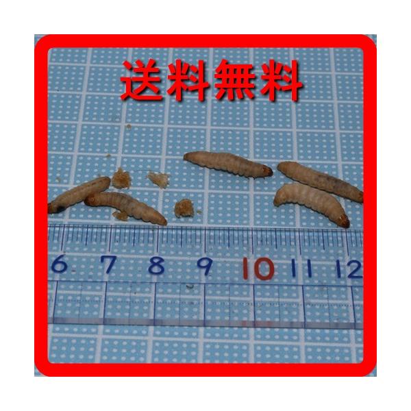 〇　ポスト投函になりますのでポスト内温度ご確認ください。〇　太らせたいヤモリ・トカゲ・モモンガなどに使えます。〇　エサを食べなくなってしまったヤモリ・トカゲ・モモンガなどに最適です。〇　蛾の仲間の幼虫です。〇　高脂肪フード　ハニーワームにな...