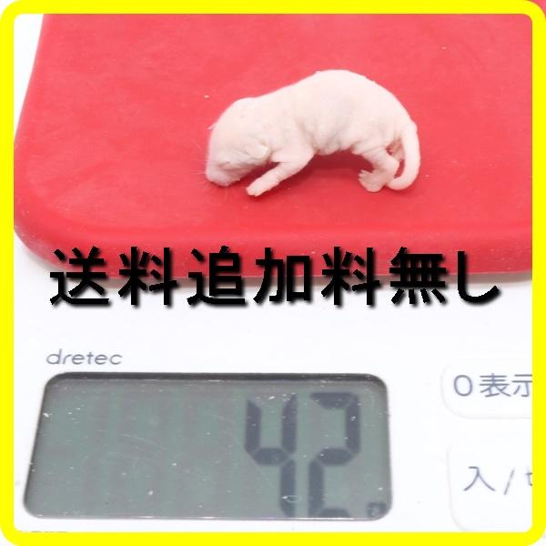 ☆高品質管理の安心のファーム生産☆用途　コーンスネーク　キングスネーク　ラットスネーク等のヘビ類　トカゲ　ヤモリ　ツノガエルにも使えます。☆ピンクマウス　1匹の大きさ約3.0ｃｍ〜4.0ｃｍ☆重量約4ｇ前後　☆こちらの商品は冷凍商品になりま...