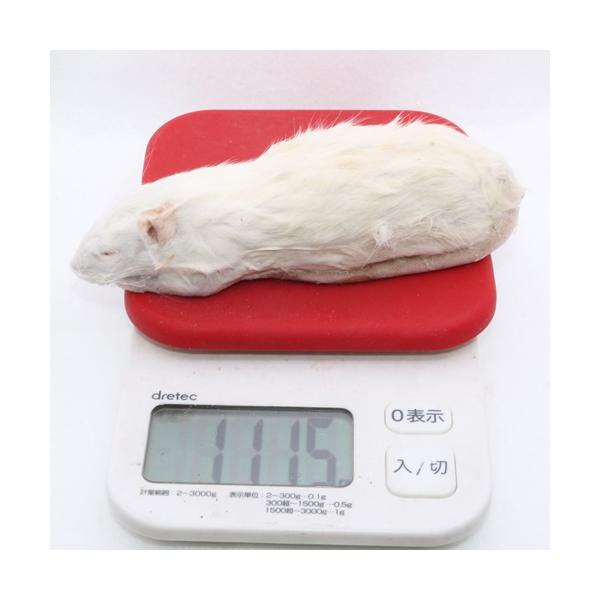 ☆Paypay払いの場合、発送までにお時間いただく場合があります。☆Paypay払いの場合　決済時の在高が冷凍手数料３３０円を上乗せした分の　在高でご決済くださいアダルトラット　1匹の大きさ約12.0ｃｍ〜14.0ｃｍ重量約100ｇ前後　用...