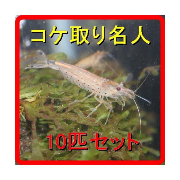 ヤマトヌマエビ 10匹セット コケ取りに最適　（熱帯魚 メダカ 金魚のコケ取り）