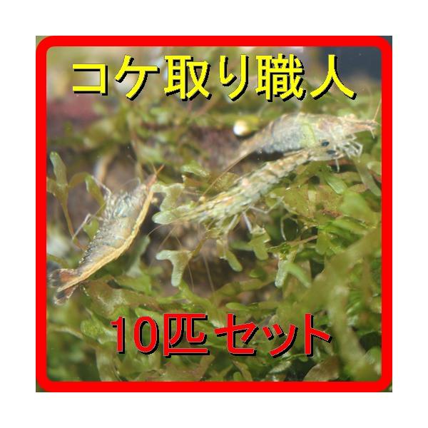 ミナミヌマエビ　10匹セット　コケ取りに最適（メダカ 熱帯魚 金魚の水槽のコケ取り）