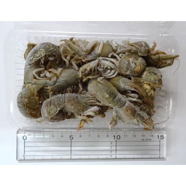 冷凍カメジャコ390匹釣り餌