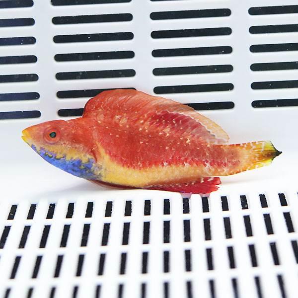 セイルフィンフェアリーラス♂ 6-8cm±! 15時までのご注文で当日発送 海水魚 ベラ(t122