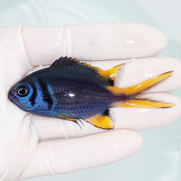 現物1 セナキルリスズメダイ尾鰭欠け 6 5cm 海水魚 スズメダイ 餌付け 15時までのご注文で当日発送 スズメダイ Buyee Buyee 日本の通販商品 オークションの代理入札 代理購入