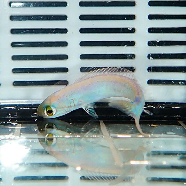 カスリフサカサゴ 4 5cm カサゴ 海水魚 A 0028 海水魚 サンゴ 生体 A 0028 アクアギフト 通販 Yahoo ショッピング