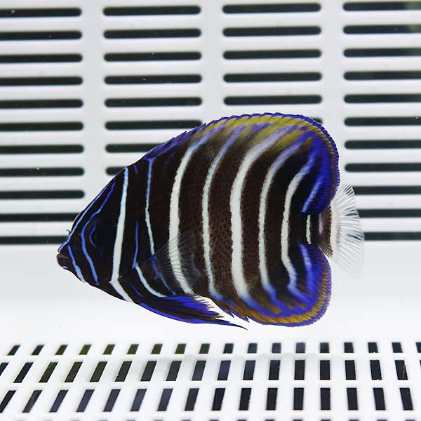 ロクセンヤッコ 3-4cm±! 海水魚 ヤッコ 【ヤッコ】15時までのご注文で