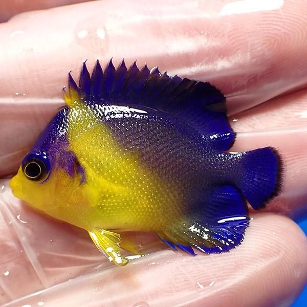 現物3 スミレヤッコ 3 5cm 海水魚 ヤッコ 15時までのご注文で当日発送 ヤッコ Buyee Servicio De Proxy Japones Buyee Compra En Japon