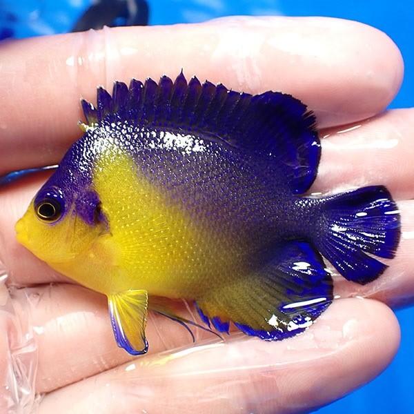 スミレヤッコ Violaoparainiciantes Com