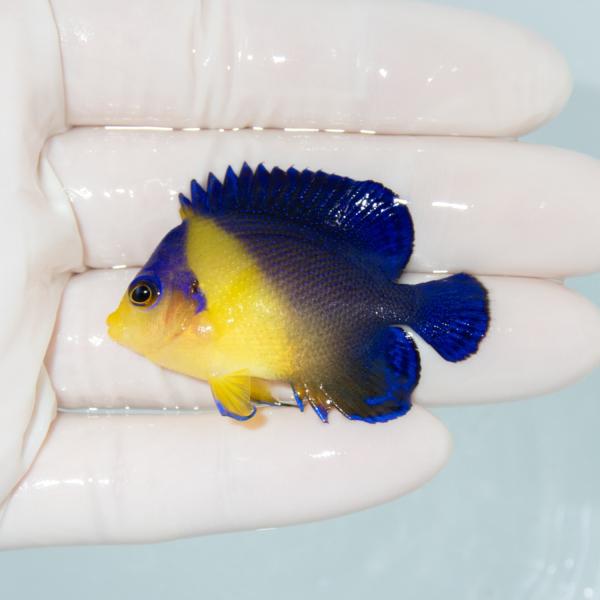 現物5】スミレヤッコ 3cm±! 海水魚 ヤッコ 15時までのご注文で当日発送 