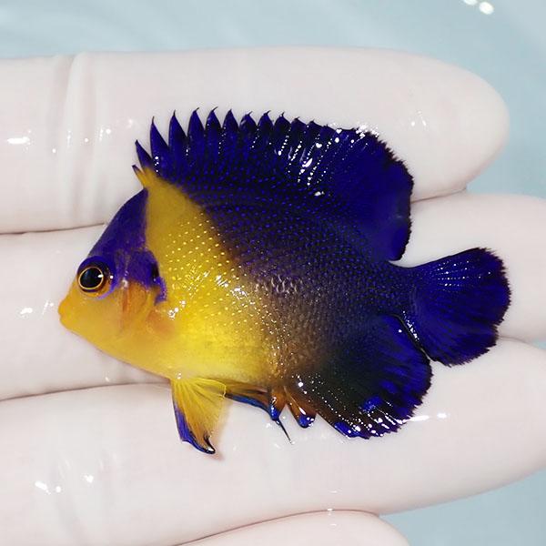 現物7】スミレヤッコ 3.5cm±! 海水魚 ヤッコ 15時までのご注文で当日 