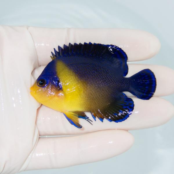 現物12】スミレヤッコ 3cm±! 海水魚 ヤッコ 15時までのご注文で当日 