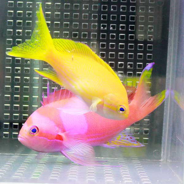 スミレナガハナダイ ペア 6 12cm A 0126 海水魚 サンゴ 生体 A 0126 アクアギフト 通販 Yahoo ショッピング