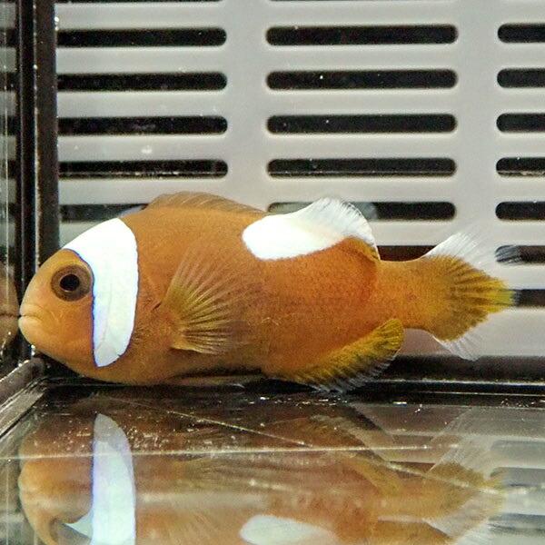 トウアカクマノミ 1匹 A 0129 海水魚 サンゴ 生体 A 0129 アクアギフト 通販 Yahoo ショッピング