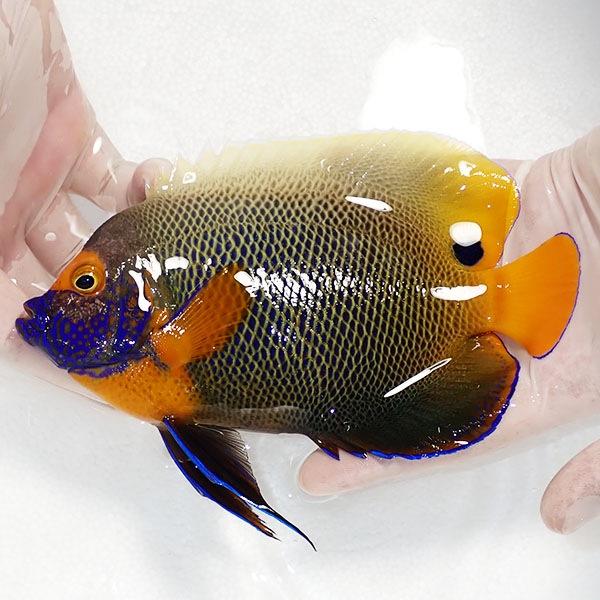 かわいい 生体はアクアギフトにお任せ サンゴ 海水魚 現物2 生体 サンゴ 海水魚 5cm A 0133 アデヤッコ幼魚 観賞魚生体 Www Janvier Labs Com