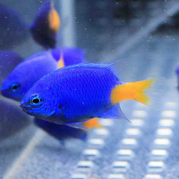 シリキルリスズメ 1匹 約2 4cm 海水魚 スズメダイ 餌付け 15時までのご注文で当日発送 スズメダイ Buyee 日本代购平台 产品购物网站大全 Buyee一站式代购 Bot Online