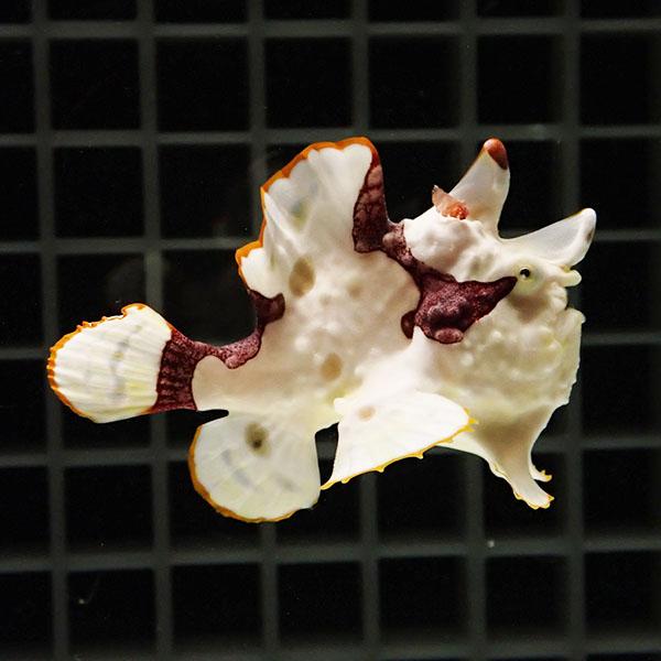 現物1】クマドリカエルアンコウ 4.5cm! 海水魚 アンコウ 15時までのご