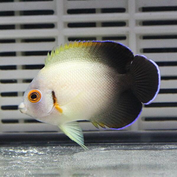 ナメラヤッコ 6-8cm± !海水魚 ヤッコ 15時までのご注文で当日発送(t111