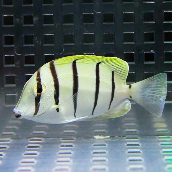 シマハギ 4-6cm± 海水魚 ハギ! 15時までのご注文で当日発送