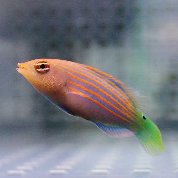 ニセモチノウオ 2-4cm±(A-0182) 海水魚 サンゴ 生体 : アクアギフト