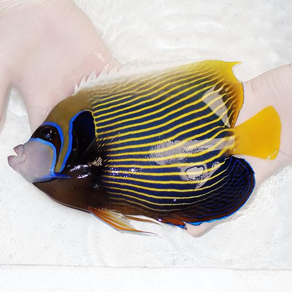 現物5】タテジマキンチャクダイ(ウズキン) 11cm±!海水魚 ヤッコ 15時  