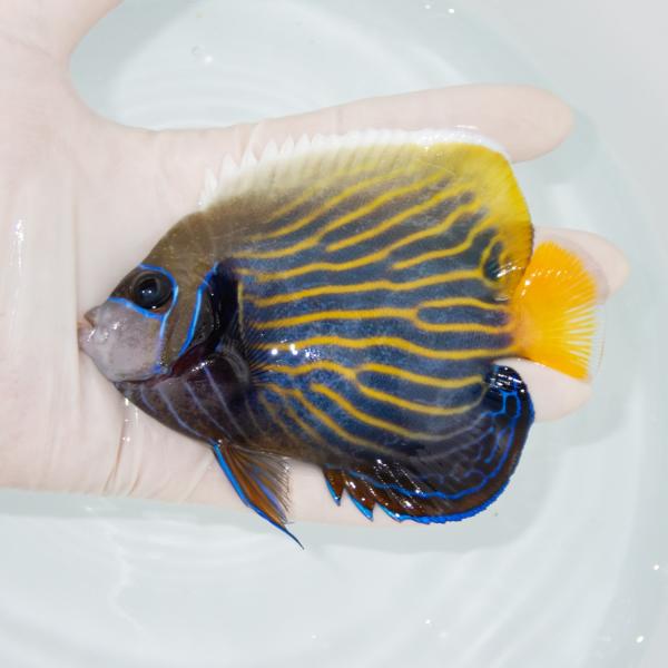 現物12】粒エサOK タテジマキンチャクダイ 15cm±!海水魚 ヤッコ 15時 
