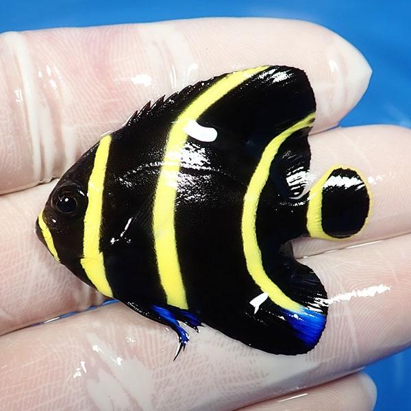 現物1 フレンチエンゼル 6 5cm 海水魚 ヤッコ 15時までのご注文で当日発送 ヤッコ A 0198 アクアギフト 通販 Yahoo ショッピング