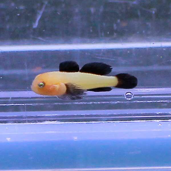 パンダダルマハゼ 1cm±(A-0211) 海水魚 サンゴ 生体 :A-0211:アクアギフト - 通販 - 