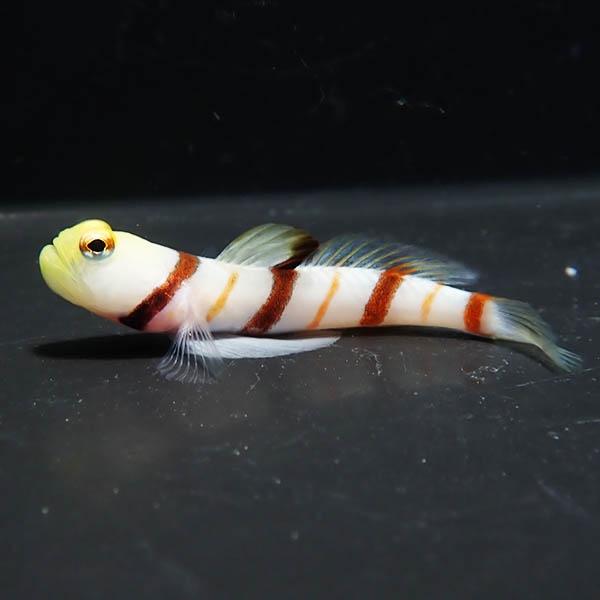 【現物2】ドラクラシュリンプゴビー 5.5cm±!海水魚 ハゼ 15時までのご注文で当日発送(t12...