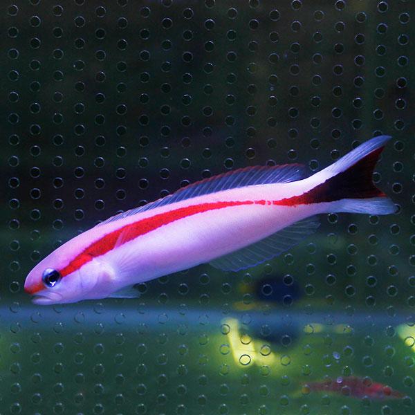 アカオビサンゴアマダイ 6-8cm±!海水魚 アマダイ 15時までのご注文で