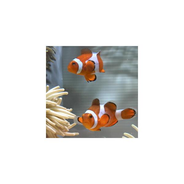 カクレクマノミ カクレクマノミ Ver.2 オレンジ