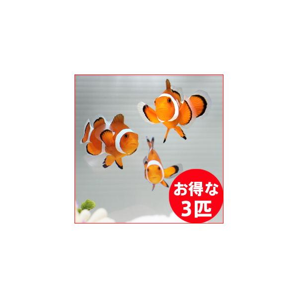 カクレクマノミ Sサイズ 3匹セット! 海水魚 クマノミ 15時までのご注文で当日発送(t115