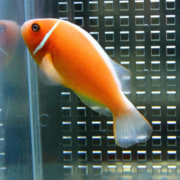 ハナビラクマノミ 1匹 A 0245 海水魚 サンゴ 生体 A 0245 アクアギフト 通販 Yahoo ショッピング
