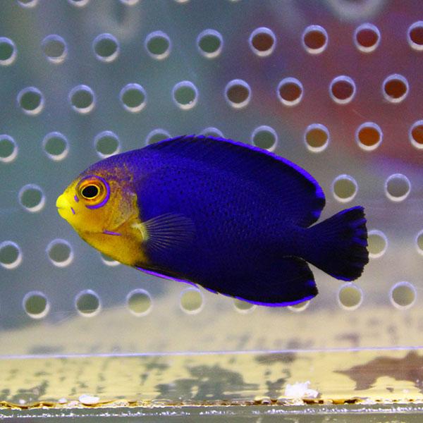 粒エサOK チェルブピグミーエンゼル 3.5〜4cm±! 海水魚 ヤッコ 15時