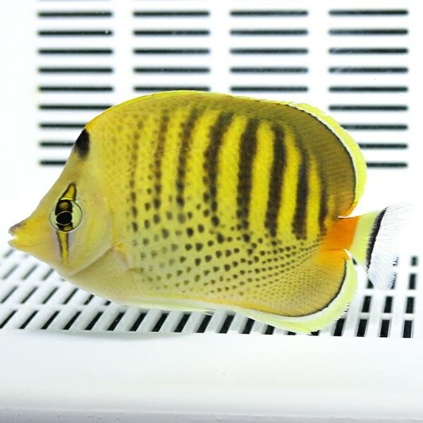 シチセンチョウ 6-8cm±! 海水魚 チョウチョウウオ 餌付け15時までのご注文で当日発送【PHセール対象】