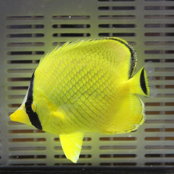 ★アミチョウ 6-8cm±! 海水魚 チョウチョウウオ 状態良好15時までのご注文で当日発送(t114