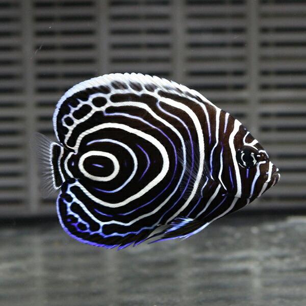 ウズマキ Sサイズ 約5 6 5cm 海水魚 ヤッコ 餌付け 15時までのご注文で当日発送 ヤッコ Buyee Buyee Japanese Proxy Service Buy From Japan Bot Online