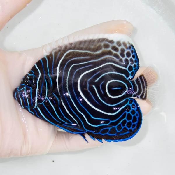 ウズマキ、アデヤッコ アクアリウム 海水魚 タテジマキンチャクダイの 
