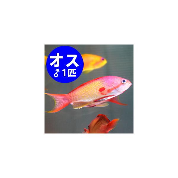 インドキンギョハナダイ オス 7-9cm±!海水魚 ハナダイ 15時までのご注文で当日発送(t118